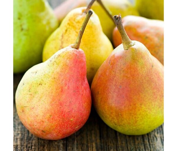 Груша Мілена Груша Мілена