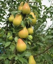 Груша Ніжність колона