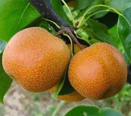 Груша “Ноябрська-Листопадова” Груша "Ноябрська-Листопадова"Пізня Саджанці дворічні