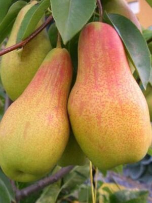 Груша “Парижанка” Груша "Парижанка" Саджанці дворічні - зимній сорт