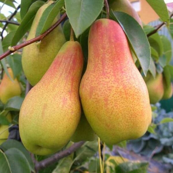 Груша “Парижанка” Груша "Парижанка" Саджанці дворічні - зимній сорт