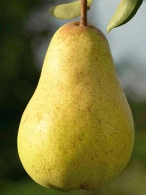 Груша Рікс Груша Рікс