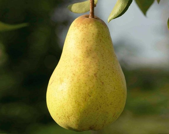 Груша Рікс Груша Рікс