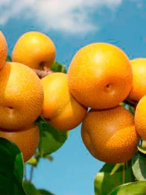 Груша "Секуї", азійська, саджанці дворічні