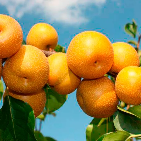 Груша "Секуї", азійська, саджанці дворічні