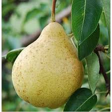 Груша “Скарб” Груша "Скарб"(осінній сорт)