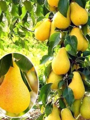 Груша “Смарагд” Груша "Смарагд" , колоновидна, зимній (пізній) сорт