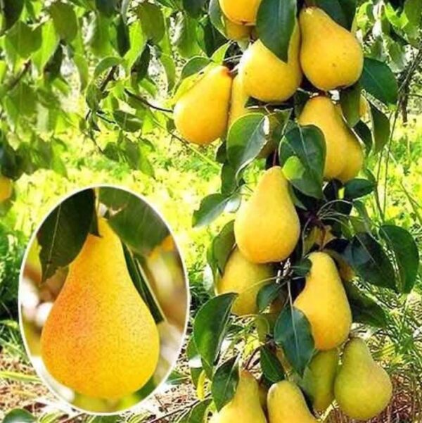 Груша "Смарагд" , колоновидна, зимній (пізній) сорт