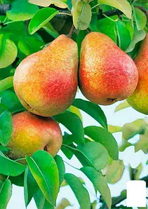 Груша “Сніжка” Груша "Сніжка"(осінній сорт)