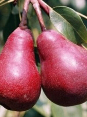 Груша “Старкримсон” Груша "Старкримсон"(літній сорт)