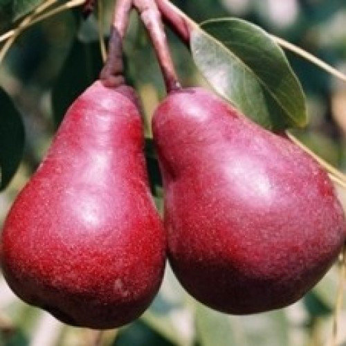 Груша “Старкримсон” Груша "Старкримсон"(літній сорт)