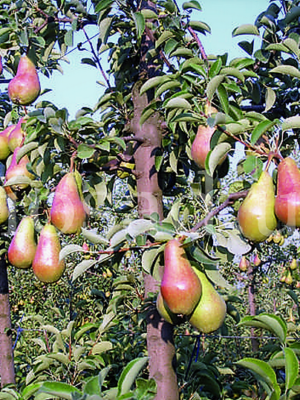 Груша Талгарка