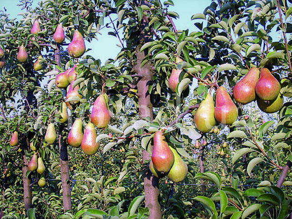 Груша Талгарка Груша Талгарка