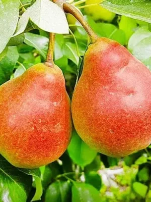 Груша Улюблениця "Клаппа" Саджанці дворічні