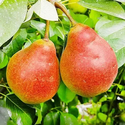 Груша Улюблениця “Клаппа” Груша Улюблениця "Клаппа" Саджанці дворічні