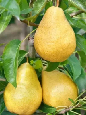 Груша Вільямс