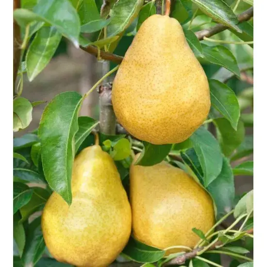 Груша Вільямс