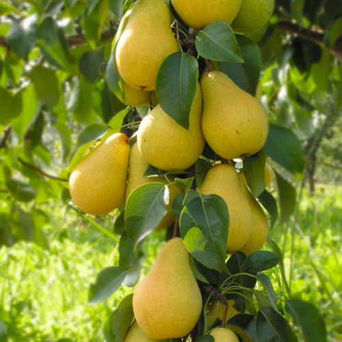 Груша Лимонка