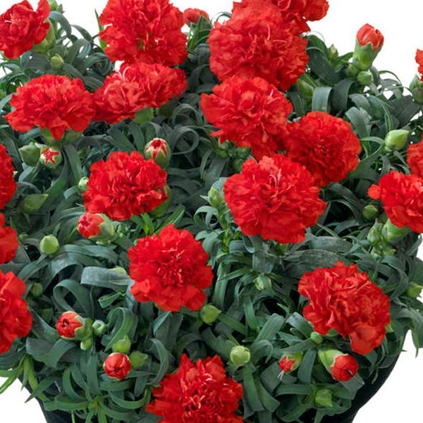 Гвоздика червона