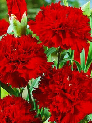 Гвоздика червона