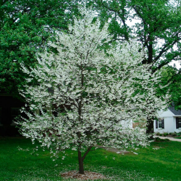 Галезія (Ландишеве  дерево)