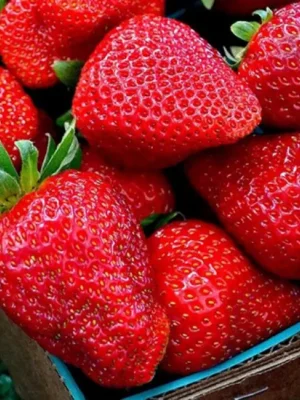 harmony-670x570-1.webp Полуниця "Гармонія"(ремонтантний сорт ), пізній сорт дозрівання 10 шт 150грн