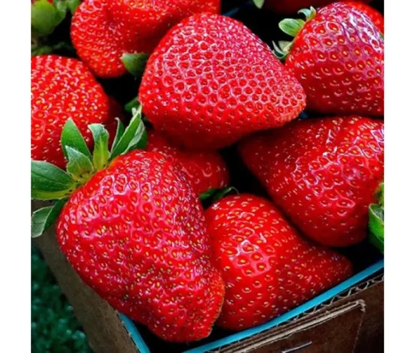 Полуниця "Гармонія"(ремонтантний сорт ), пізній сорт дозрівання 10 шт 150грн