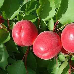 Абрикос "Харостар"( достигає у липні )