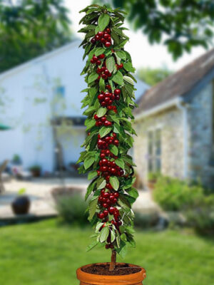 Черешня Хелена колона