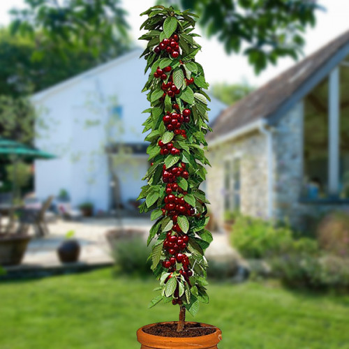 Черешня Хелена колона