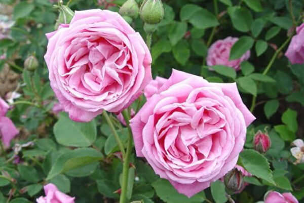 hermoza-1.jpg Троянда Хермоза (Hermoza)