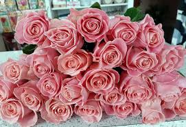 Троянда Хермоза (Hermoza)