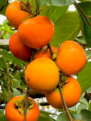 Хурма” Божий Дар” Хурма" Божий Дар" Саджанці дворічні