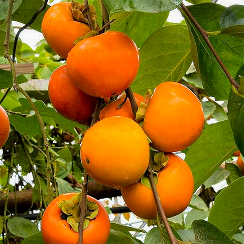 Хурма" Божий Дар" Саджанці дворічні