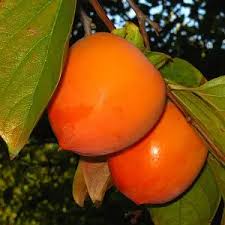 Хурма на віргінській морозостійкій підщепі “Тейлор Хурма на віргінській морозостійкій підщепі "Тейлор"Саджанці дворічні