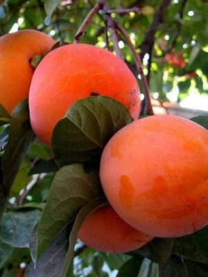 Хурма “Шоколадниця” Хурма "Шоколадниця", саджанці дворічні, ранній термін дозрівання