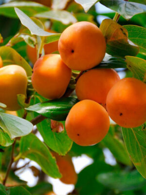 Хурма “Солодкість” Хурма "Солодкість"Саджанці дворічні