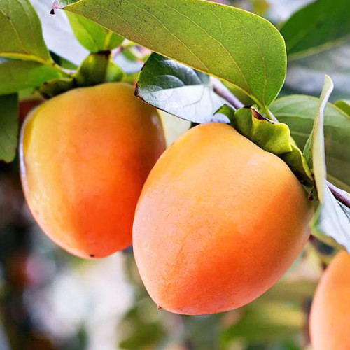 Хурма "Українка"(Пізній сорт) Саджанці дворічні