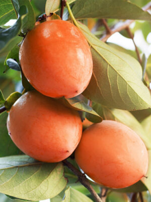 Хурма “Віргінська Великоплідна” Хурма "Віргінська Великоплідна" Саджанці дворічні