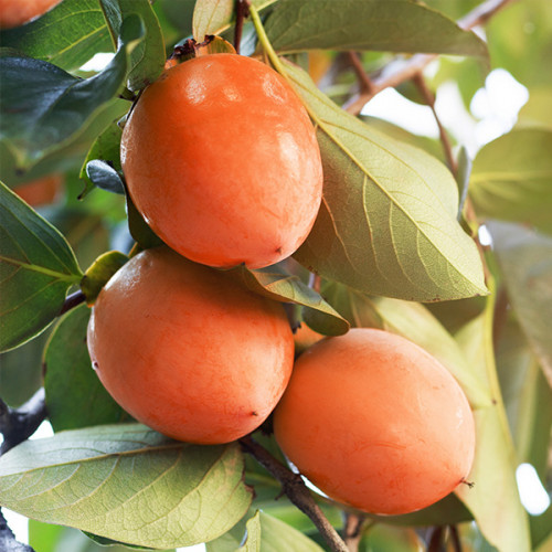 Хурма “Віргінська Великоплідна” Хурма "Віргінська Великоплідна" Саджанці дворічні