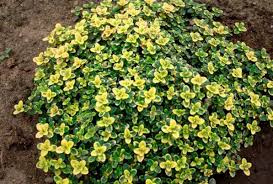 images Чебрець лимонний