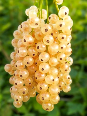 Імператорська смородина (Порічка-жовта)