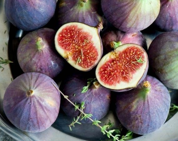 Інжир "Київський великоплідний" Саджанці дворічні