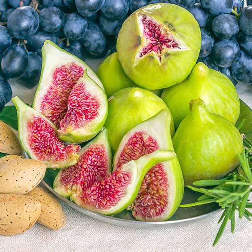 Інжир “Далматський” Інжир "Далматський" Саджанці дворічні