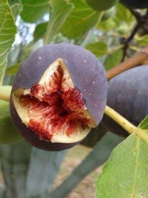 Інжир “Ранок Вероніки” Інжир "Ранок Вероніки" (Morning Veronica) Саджанці дворічні