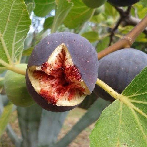 Інжир "Ранок Вероніки" (Morning Veronica) Саджанці дворічні