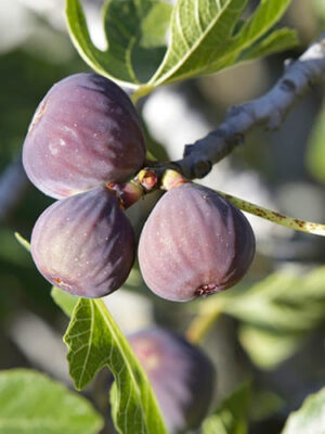 Інжир “Шервуд” Інжир "Шервуд" Саджанці дворічні