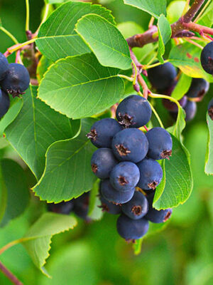 irga-thiessen.jpg Ірга Канадська, дворічний саджанець