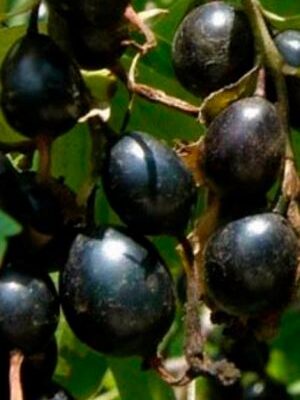 Йошта "Рекст", гібрид - чорна смородина + аґрус, середньої спілості