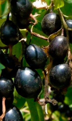 Йошта “Рекст” Йошта "Рекст", гібрид - чорна смородина + аґрус, середньої спілості